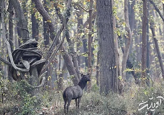 تصاویر منتخب حیات وحش در یک هفته تصاویر منتخب حیات وحش در یک هفته
